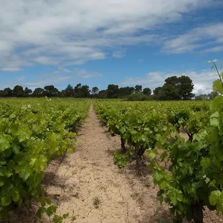 Wellington Guest In The Heart Of The Vineyard No1205 Gæstehus Badens