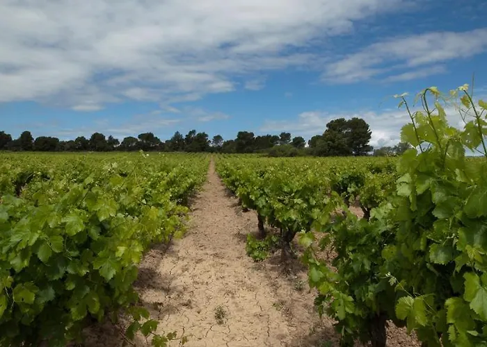 Wellington Guest In The Heart Of The Vineyard No1205 Gasthof Badens